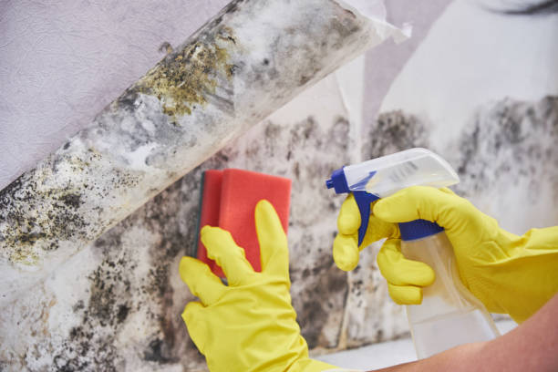 Best Emergency Mold Remediation  in Brimfield, OH